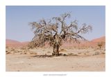 Namibia 2023 - Namib desert 43