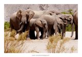 Namibia 2023 - Namib desert 79