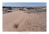 Namibia 2023 - Namib desert 103
