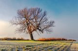 Morning Fog Beyond Lone Leaning Tree 90D40781