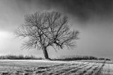 Morning Fog Beyond Lone Leaning Tree_90D40781 (BW)