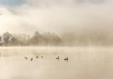 Fog Beyond Ducks & Geese On The Rideau Canal 90D40793