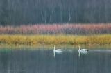 Two Trumpeter Swans Swimming 90D41188