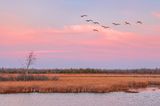 Eight Trumpeter Swans In Flight At Sunrise 90D42147