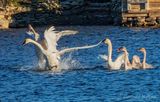 Trumpeter Swan Kerfuffle & Cheering Section DSCN115064