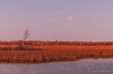 20221108 Lunar Eclipse Beyond the Swale At Dawn 90D42360