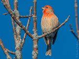 Male House Finch DSCN115538