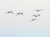 Five Trumpeter Swans In Flight DSCN115854