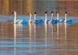 Seven Swans a-Swimming DSCN116330