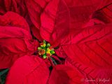 Poinsettia Close Up iPhoneXR1075