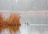 Two Geese In The Swale On A Misty Morning DSCN116771