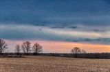 Bare Trees At Daybreak 90D46877