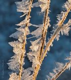 Hoarfrost DSCN117104