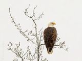 Bald Eagle On A Snowy Tree DSCN117371