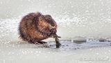 Beaver At Breakfast DSCN117491