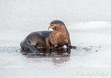 Otter At Breakfast DSCN117636