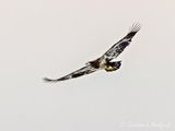 Juvenile Bald Eagle In Flight DSCN117737