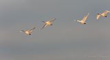 Four Trumpeter Swans In Flight DSCN118413