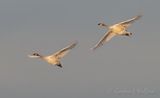 Two Trumpeter Swans In Flight DSCN118413