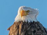 Bald Eagle Perched In Wind P1060163 (crop)