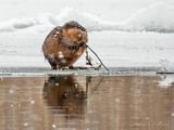 Muskrat At Breakfast On Ice In Falling Snow Reflected DSCN119460