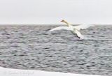 Mute Swan Landing DSCN120054