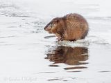 Muskrat On Ice DSCN120187