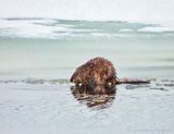 Muskrat On Ice At Breakfast DSCN120528
