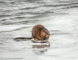 Muskrat At Breakfast On Ice DSCN121036