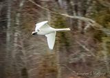 Trumpeter Swan In Flight DSCN121370
