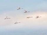 Six Trumpeter Swans In Flight DSCN121358