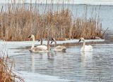 Five Swans A-swimming DSCN121340-1