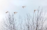 Four Trumpeter Swans Flying Beyond Trees DSCN121353