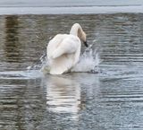 Trumpeter Swan Kicking Up The Bottom DSCN121525