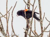 Red-winged Blackbird Calling DSCN122075