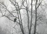Bald Eagle In A Distant Tree DSCN122085