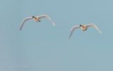 Two Trumpeter Swans In Flight DSCN122255
