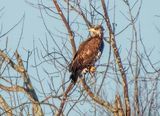 Immature Bald Eagle DSCN122276