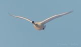 Trumpeter Swan In Flight DSCN122256