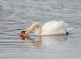 Mute Swan Tasting The Water DSCN122491