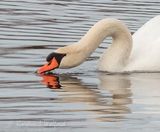 Mute Swan Tasting The Water Closer DSCN122491
