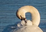 Trumpeter Swan Preening Close DSCN122573