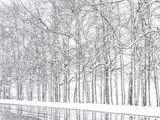 Snow Plastered Trees DSCN122704