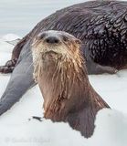 Otter Face DSCN122840