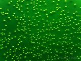 Green Bubbles P1090767