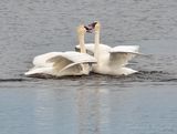 Trumpeter Swan Confrontation DSCN123358