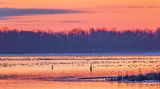 Overnighting Migrating Canada Geese At Sunrise 90D59611