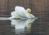 Mute Swan Busking DSCN124143