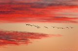 Geese In Flight At Sunset 90D60449