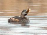 Pied-billed Grebe With Catch DSCN124885
